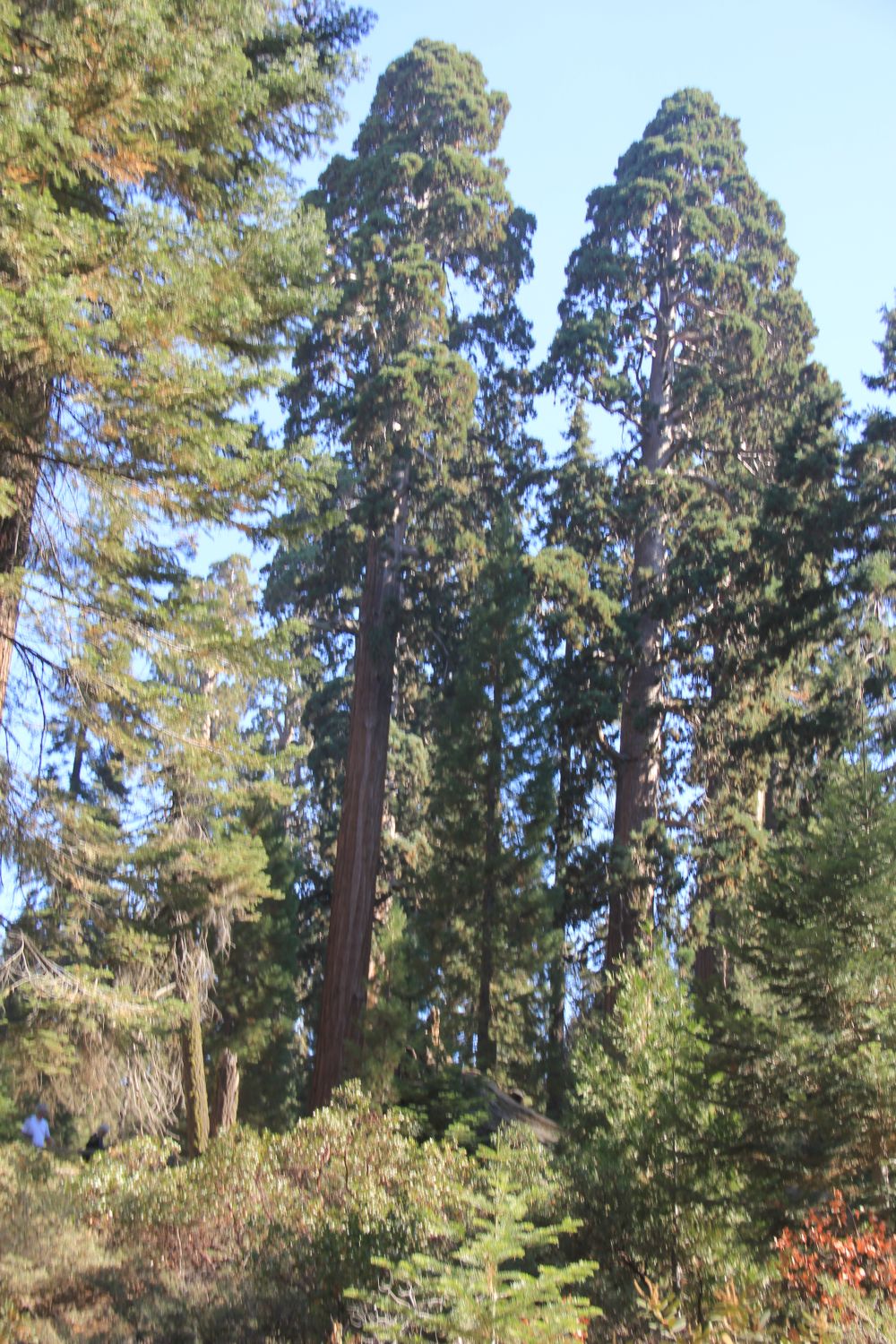 Grant Tree Trail, Boundary Trail and North Grove Trail 